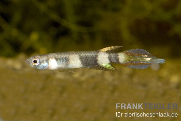 Ringelhechtling - Epiplatys annulatus